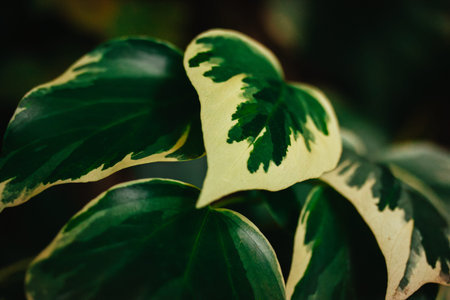 Algerian ivy 'Gloire de Marengo'. Self-cleaning evergreen climber plant with large, lobed dark green...