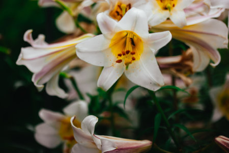 White yellow Lilium regale, called the regal or royal lily, king's lily. Flowering plant in a lily family Liliaceae. Trumpet-shaped big bell flowers.の写真素材