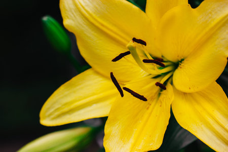 Single yellow Lilium regale, called the regal or royal lily, king's lily. Flowering plant in a lily...