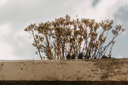 Sun resistant withered plant with dry flowers growing on concrete stone. Succulents on a roof of an...