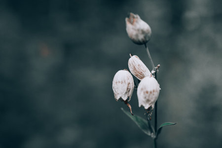 Dry flower plant on dark blue natural background with space for text. Morning meadow in blue tones....