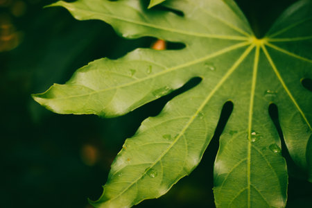 Fatsia japonica large green leaf. Wet leaves in a rainforest after rain. Summer spring nature with exotic plants, trees, bushes. Low growing plant.の写真素材