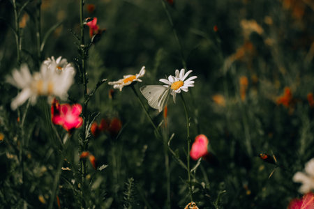 White butterfly is sitting on a white chamomile flower on a blossoming meadow in summer. Beautiful...