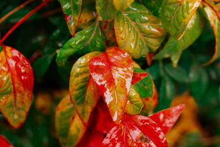 Shrub or tree with red-green wet after rain leaves. macro nature. Gardening, growing, watering and...
