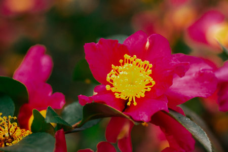 Tea tree or evergreen shrub Camellia sasanqua with bright pink buds, pistils and stamens close-up....