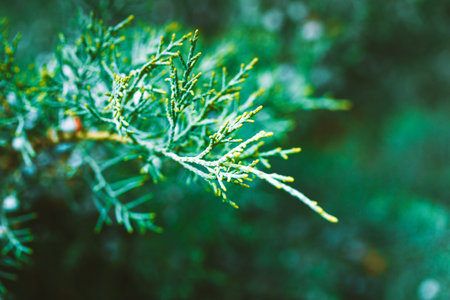 Juniper (Latin Juniperus) evergreen coniferous shrub brunches. Cypress family plant with blue fresh...