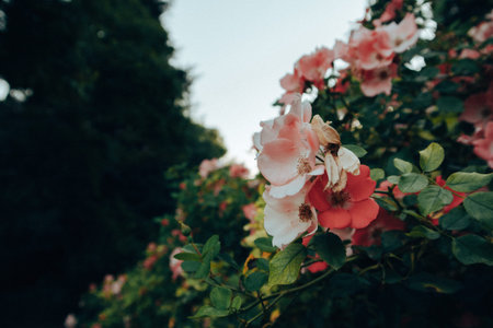 Five-petaled flowers of a flowering rosehip or tea rose on a shrub in a summer garden. Dark key...