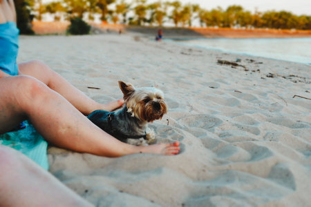 A small groomed Yorkshire terrier dog relaxing on a sandy seashore with owner. Woman with a little doggy on a beach in summer day. Lovely puppy.の写真素材