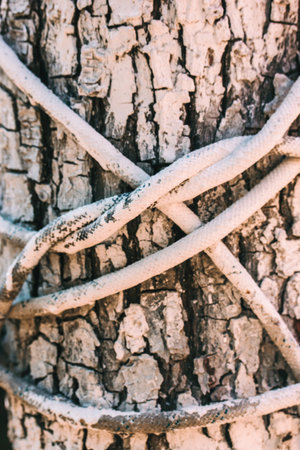 A white rope tourniquet tied in a knot around a white painted tree in the garden. Wooden pattern,...