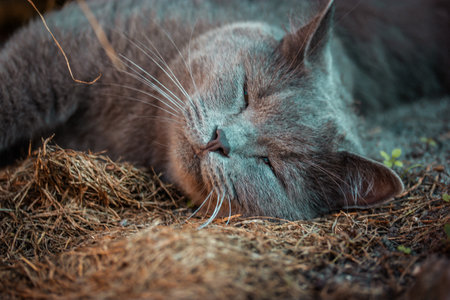 British shorthair cat with eyes closed sleeping relaxed in garden grass. Domestic cat is napping. Calm fluffy kitty is stretching out. Sweet dreams.の写真素材