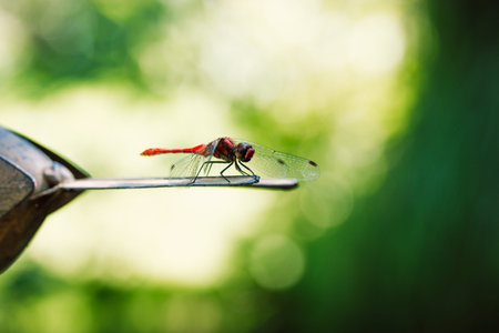 Red dragonfly sitting on decorative metal bird tail in summertime garden on a lawn with green grass....