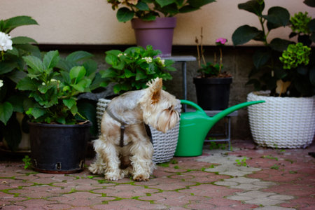 Small shaggy Yorkshire terrier dog sits among hydrangea blossoms in backyard of home formal garden in summer. Potted hydrangeas flowers. Watering Can.の写真素材
