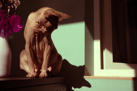 A bald cat of Canadian Sphynx breed in homy interior with contrasting shadows. Pet at home. Sphinx breed feline on a table indoors. Animal shadow.の写真素材