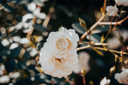 The buds of fragrant white roses grow and fragrance on a shrub in the rose garden in summer. Produce flowers, floriculture. Wedding plants Rose bloomsの写真素材