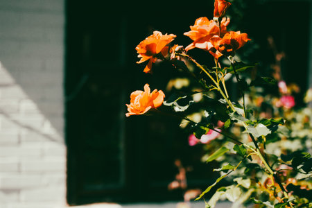 Orange fragrant rose buds on a flowering shrub in a formal garden bed near cottage in summer....