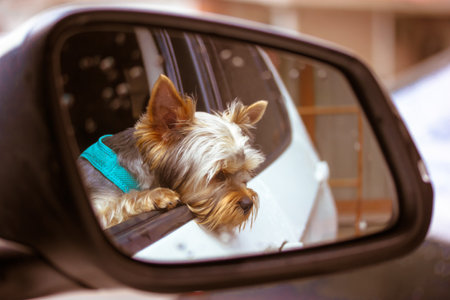 Funny cute Yorkshire Terrier little dog looks out the open car window. Reflection of a brown doggie in a side mirror. Travel with a pet. Dog-travellerの写真素材