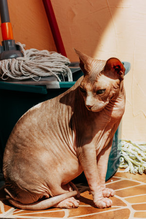 Bald cat breed sphynx, sphinx warming in sunshine sitting on the floor on the balcony.の写真素材