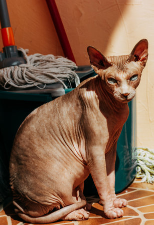 Bald cat breed Canadian sphynx, sphinx warming in sunshine sitting on the floor on the balcony. A bucket with a mop and a broom to clean the house.の写真素材