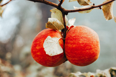 Two ripe red apples hanging from the branch of an apple tree in an orchard, on an organic fruit...