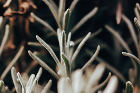 Close-up lavender seedlings growing in formal garden. Lavender plant with narrow green silver leaves, foliage. Perennial plants grow, care and seedingの写真素材