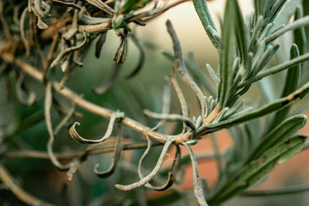 Close-up lavender seedlings growing in formal garden. Lavender plant with narrow green silver leaves, foliage. Perennial plants grow, care and seedingの写真素材