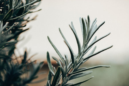 Close-up lavender seedlings growing in formal garden. Lavender plant with narrow green silver leaves, foliage. Perennial plants grow, care and seedingの写真素材