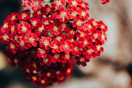 Red tiny blooms on blurred background. Macro flower. Yarrow Achillea garden medicinal flowering perennial plant. Sprawling bush with charming flowers.の写真素材
