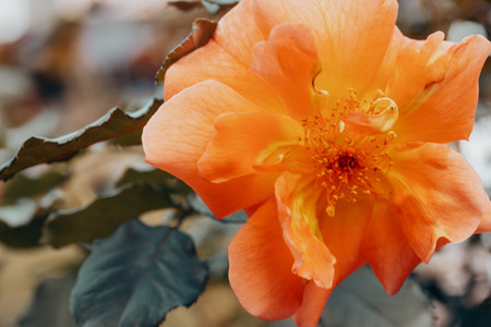 Single fresh orange rose on a stem with thorns on green background. Blooming fragrant flower in the...