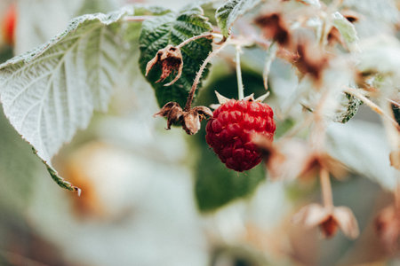 A ripe raspberry on the branch of a raspberry bush in the garden, farm land. Summer harvest in the countryside. Natural berry on a green background.の写真素材