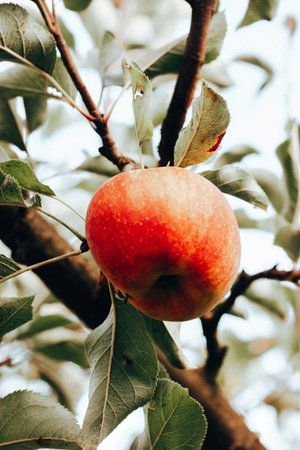 Two ripe red apples hanging from the branch of an apple tree in an orchard, on an organic fruit...