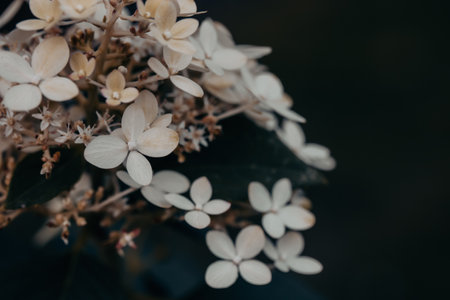White small delicate flowers, inflorescences Hydrangea paniculata Goliath on dark background in summer garden. Horticulture, floriculture. Flower budsの写真素材