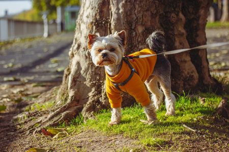 Yorkshire Terrier in orange coat on a walk on an autumn sunny day. Well groomed puppy on a leash, little dog on a nature. Canine domestic animal, pet.の写真素材