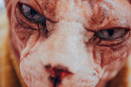 Close up portrait of hairless Canadian sphinx cat with blue eyes and direct look. Feline pet in warm yellow sweater. Serious cat's muzzle. Sphynx cat.の写真素材