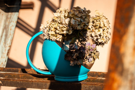 Bouquet of dried hydrangea beige flowers in a blue pot Vintage flowers in an old teapot against orange wall in rural house Provence floral compositionの写真素材