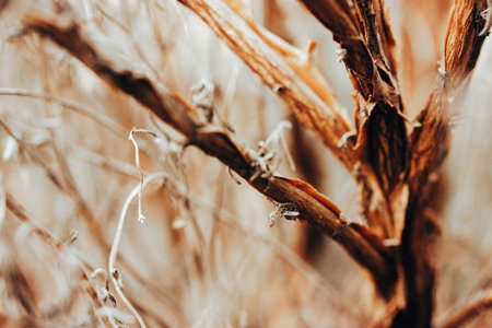 Dry brown sticks and grass macro photo Dried plant branches, withered flower growing outdoors. Plants care Light natural abstract landscape wallpaperの写真素材