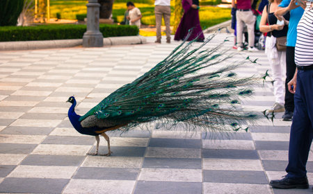 People on a street looking at peacock bird with beautiful tail. A tour in a courtyard of the royal palace. Indian Peafowl Pavo cristatus show outdoorsの写真素材