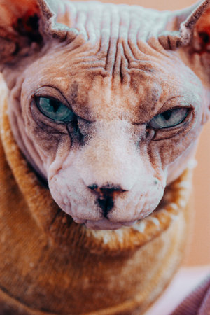 Close up portrait of hairless Canadian sphinx cat with blue eyes and direct look. Feline pet in warm yellow sweater. Serious cat's muzzle. Sphynx cat.の写真素材