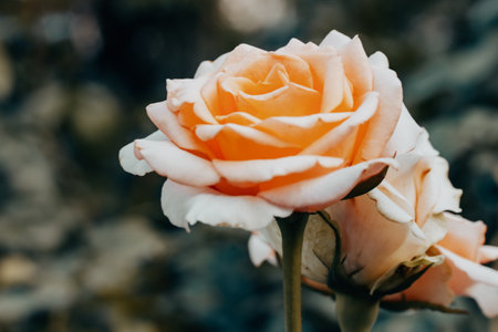 Orange peach fuzz rose buds in full bloom. Rosebuds on a flowering bush in formal garden. Fragrant flowers growing outdoors Gardening and horticultureの写真素材