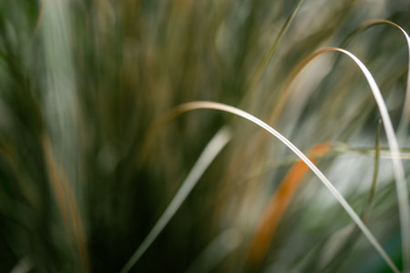 Extreme close up of blades of grass. Natural wallpaper in neutral green colors. Abstract grasses backdrop. Wild growing grass Grassland meadow on windの写真素材