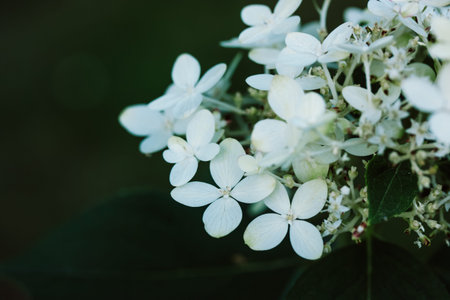White small delicate flowers, inflorescences Hydrangea paniculata Goliath on dark background in...