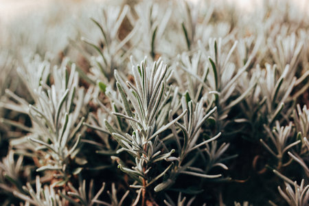 Close-up lavender seedlings growing in formal garden. Lavender plant with narrow green silver leaves, foliage. Perennial plants grow, care and seedingの写真素材