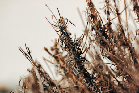 Dried lavender plant growing in formal garden. Lavenders plant with dry foliage. Perennial plants with wilted leaves in autumnal formal garden, park.の写真素材