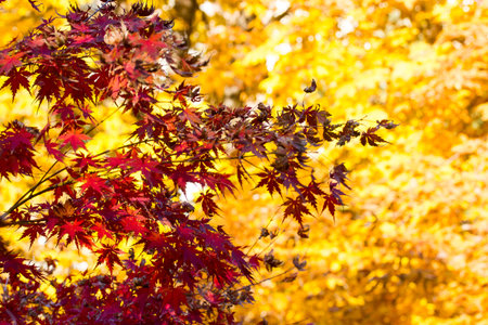 Japanese maples with yellow and red foliage on the branches during the fall season. Autumnal nature...