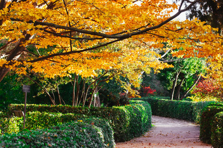 Trimmed shrubs and walkway path in fall botanical garden, park. Tree with yellowed foliage. Golden trees in sunny day. Japanese gardens in autumn fallの写真素材