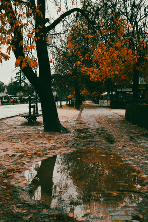 A sidewalk with fallen leaves in an autumn park on a rainy day. Autumnal parkland with puddles in wet day. Rainy weather outdoors. Cold season.の写真素材