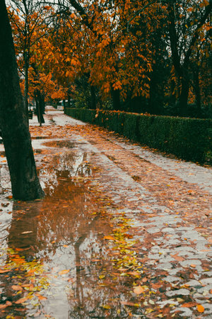 A sidewalk with fallen leaves in an autumn park on a rainy day. Autumnal parkland with puddles in wet day. Rainy weather outdoors. Cold season.の写真素材