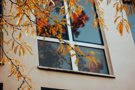A window and autumnal orange yellow foliage on a tree. The bright leaves on a twig. Urban city architecture details. Residential house exterior facadeの写真素材