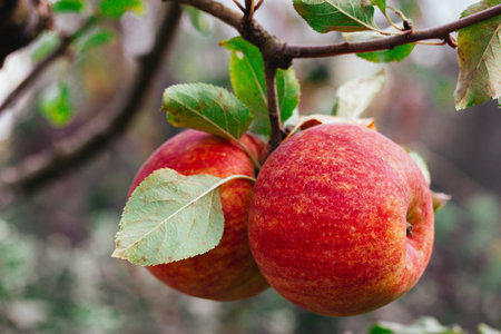 Two ripe red apples hanging from the branch of an apple tree in an orchard, on an organic fruit...
