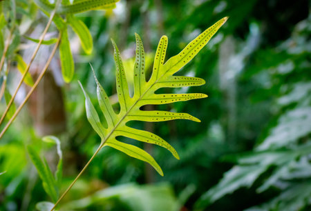 Green fern leaf on blurred natural background of jungles. Sorus is a group of spores sporangia,...