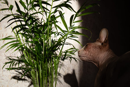 Domestic bald cat of Canadian Sphynx breed sniffing with interest palm tree in a pot in the interior. Play of light and shadow.の写真素材